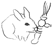 bunny rubbing
furniture
